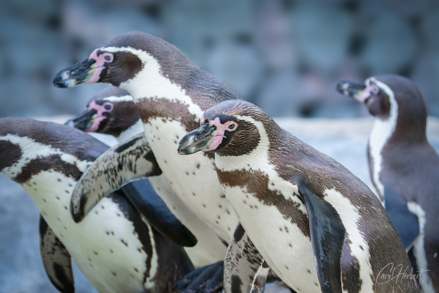 Humboldt Penguins