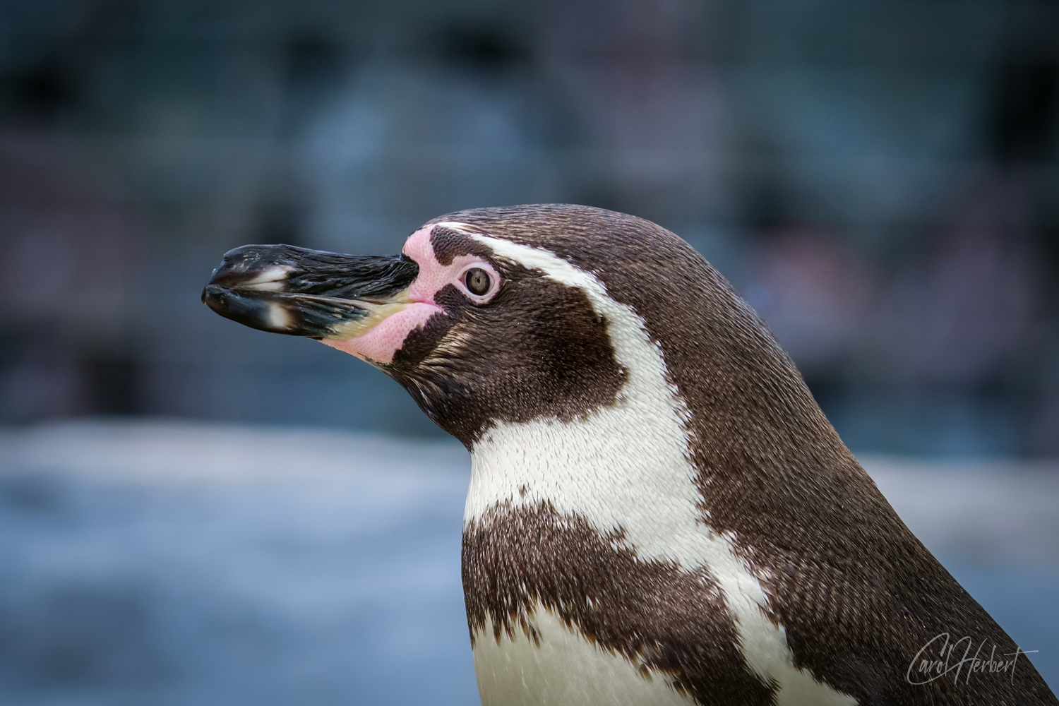 Humboldt Penguin
