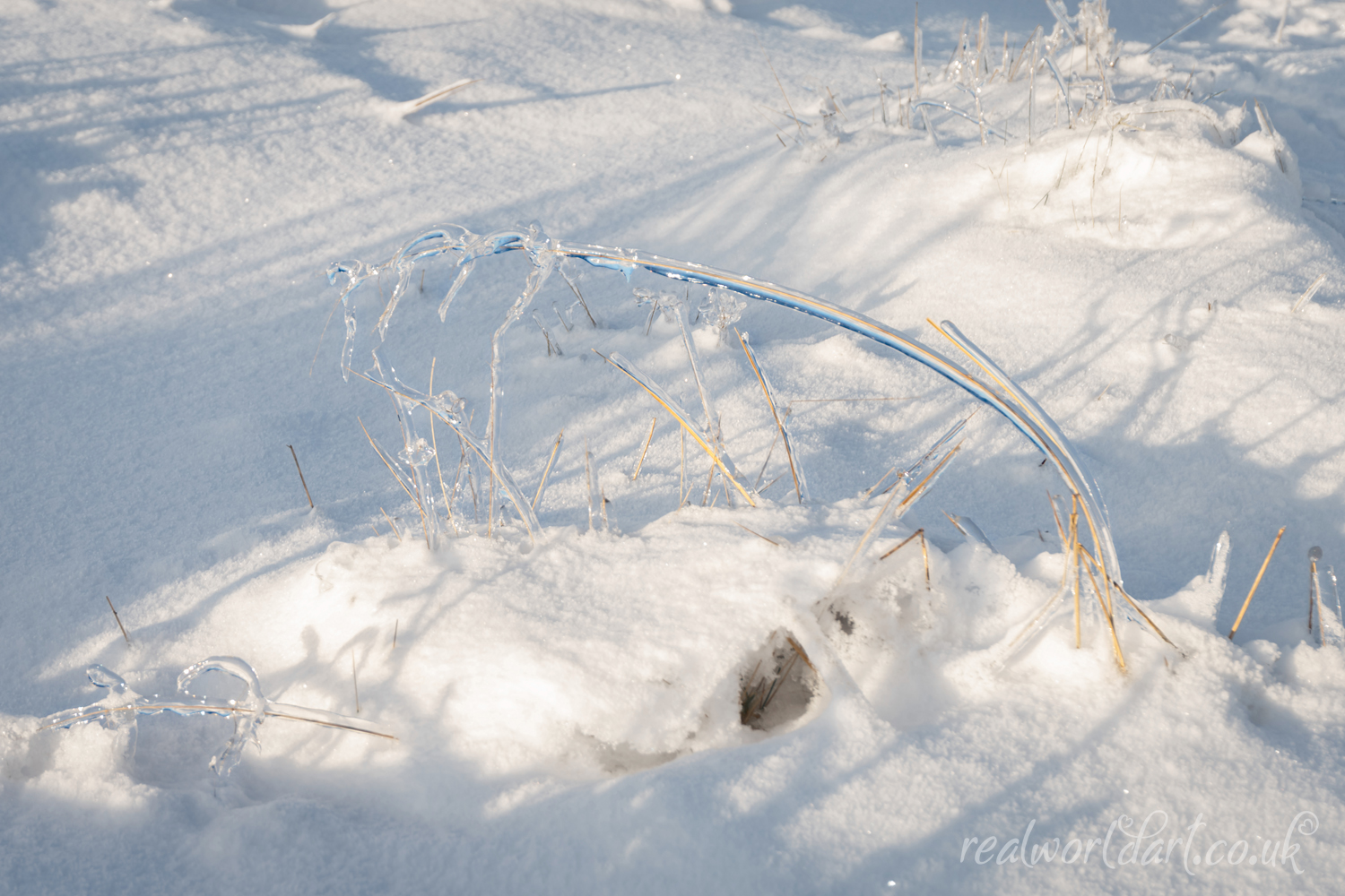 Winter Ice Grass