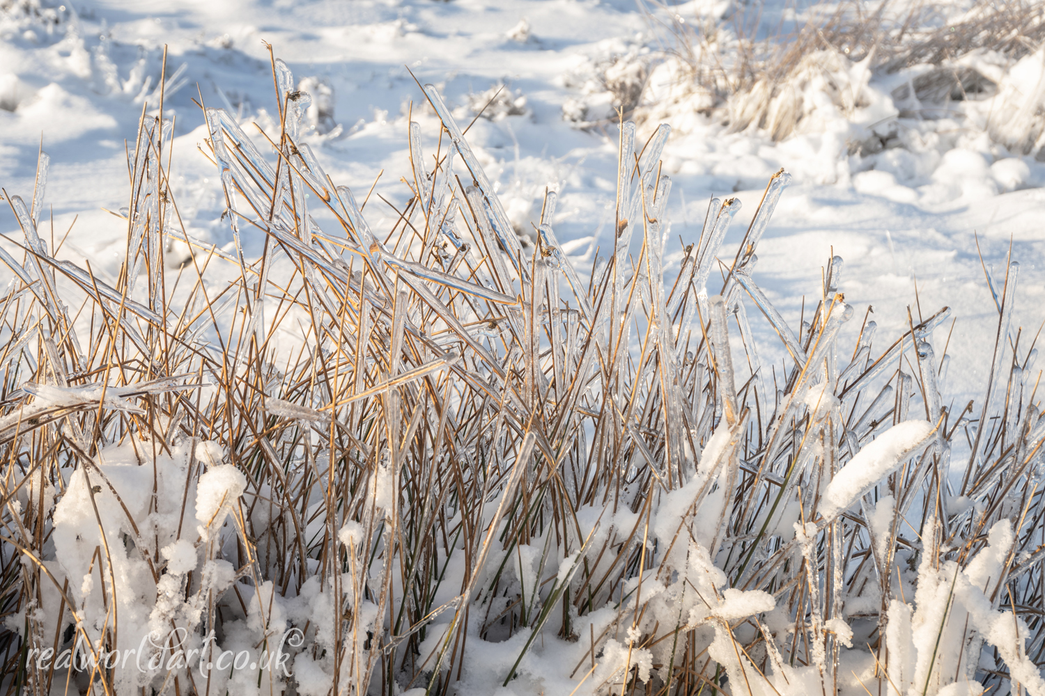 Winter Grass in Ice