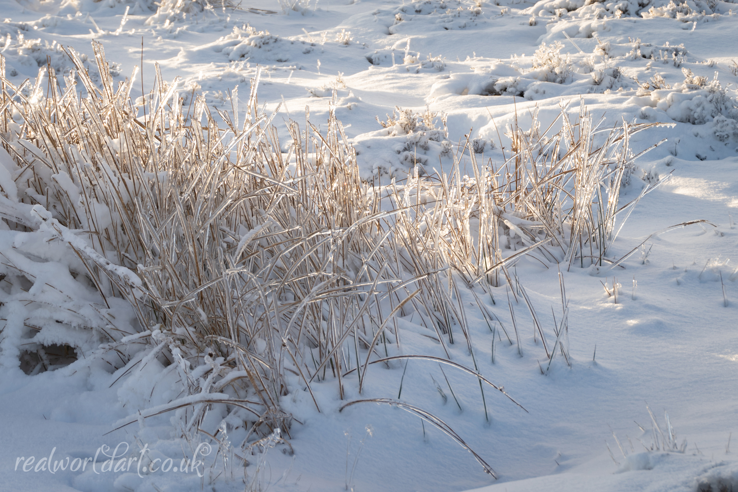 Frosted Grass Glow