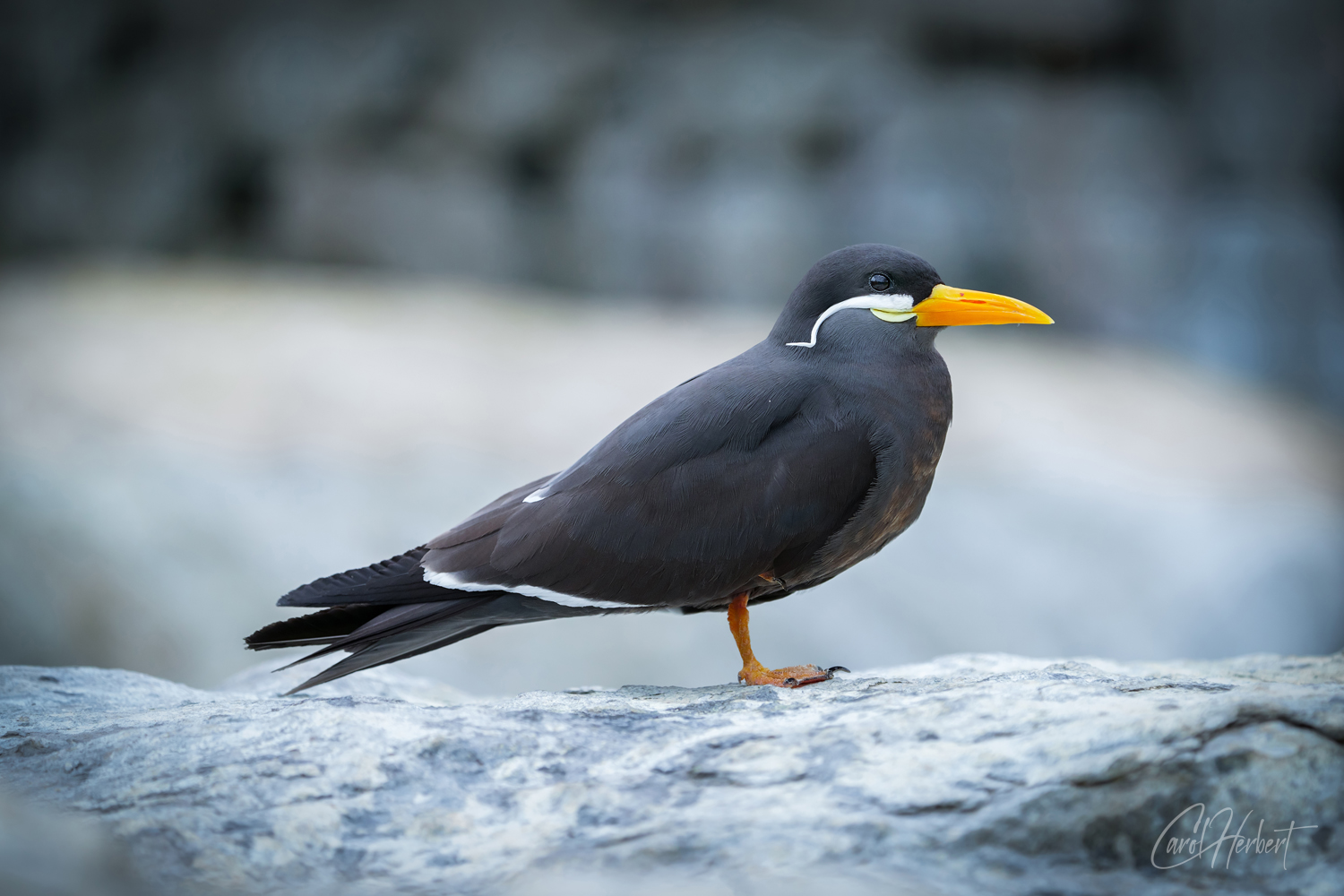 A single Inca Tern on Rocks