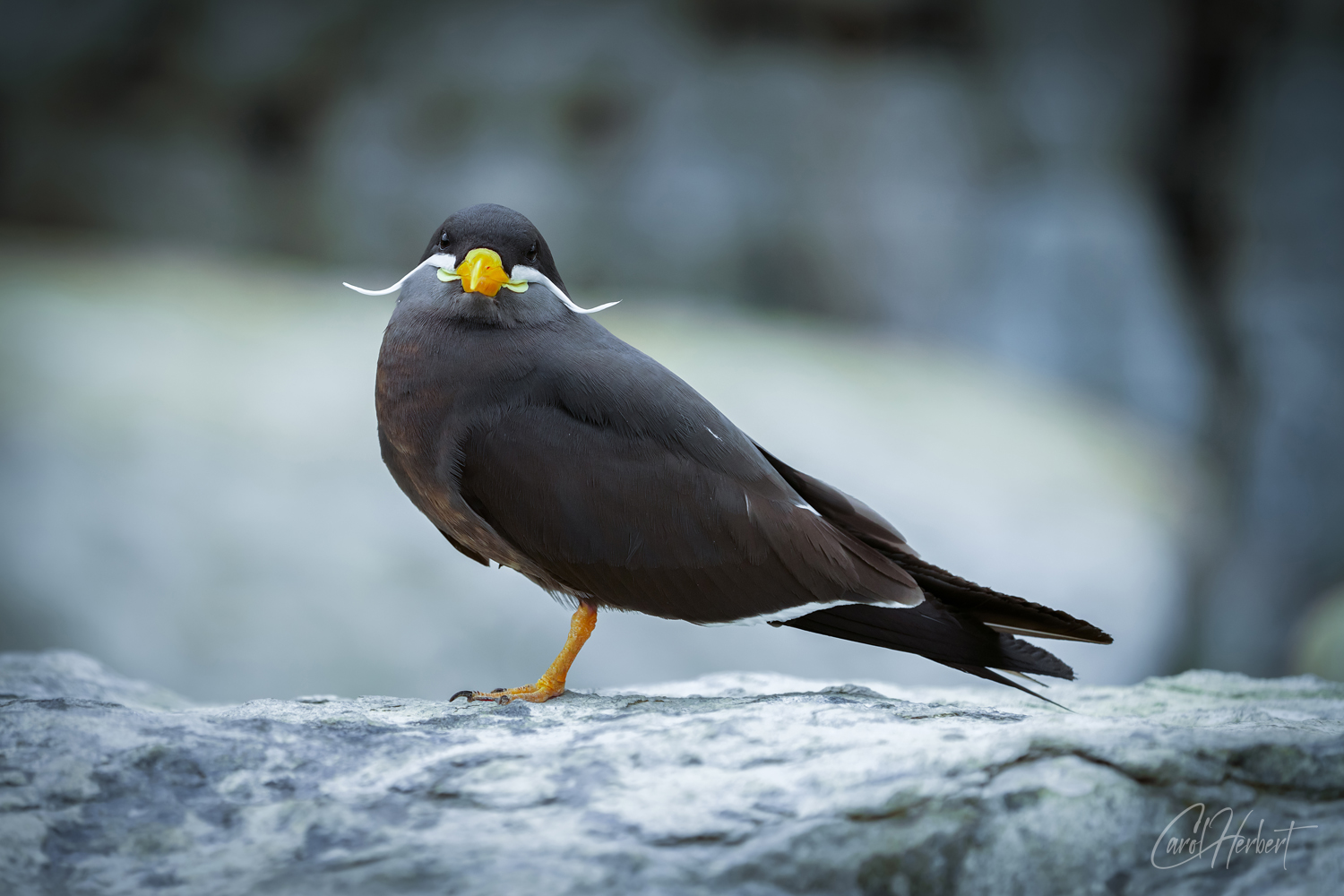 A single Inca Tern on Rocks