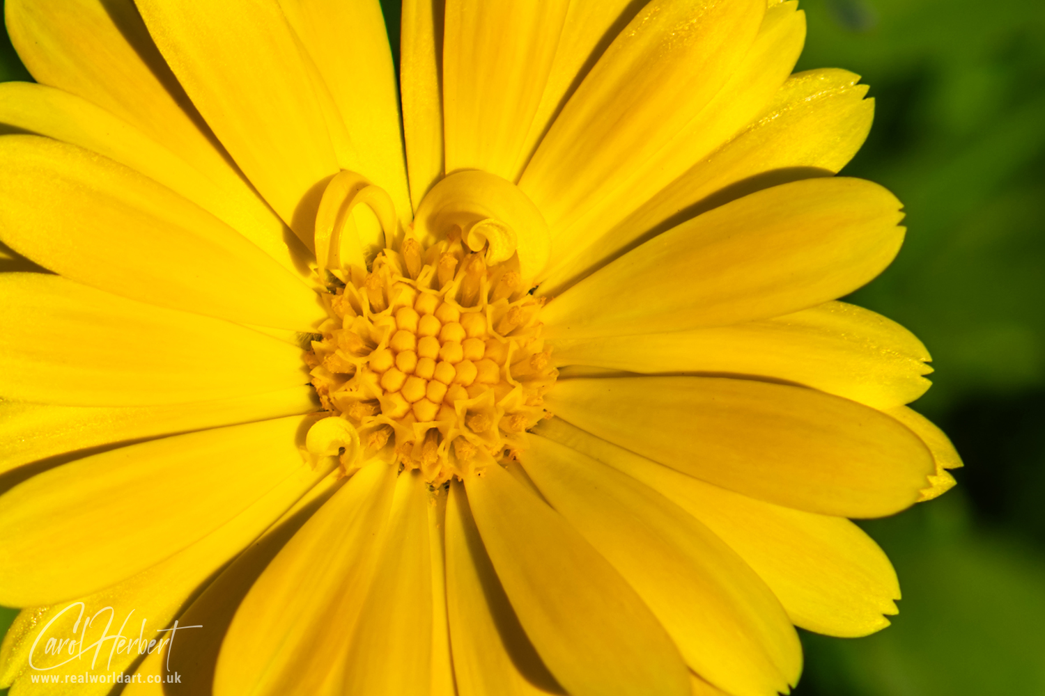 Lance-Leaved Coreopsis Wall Art Prints