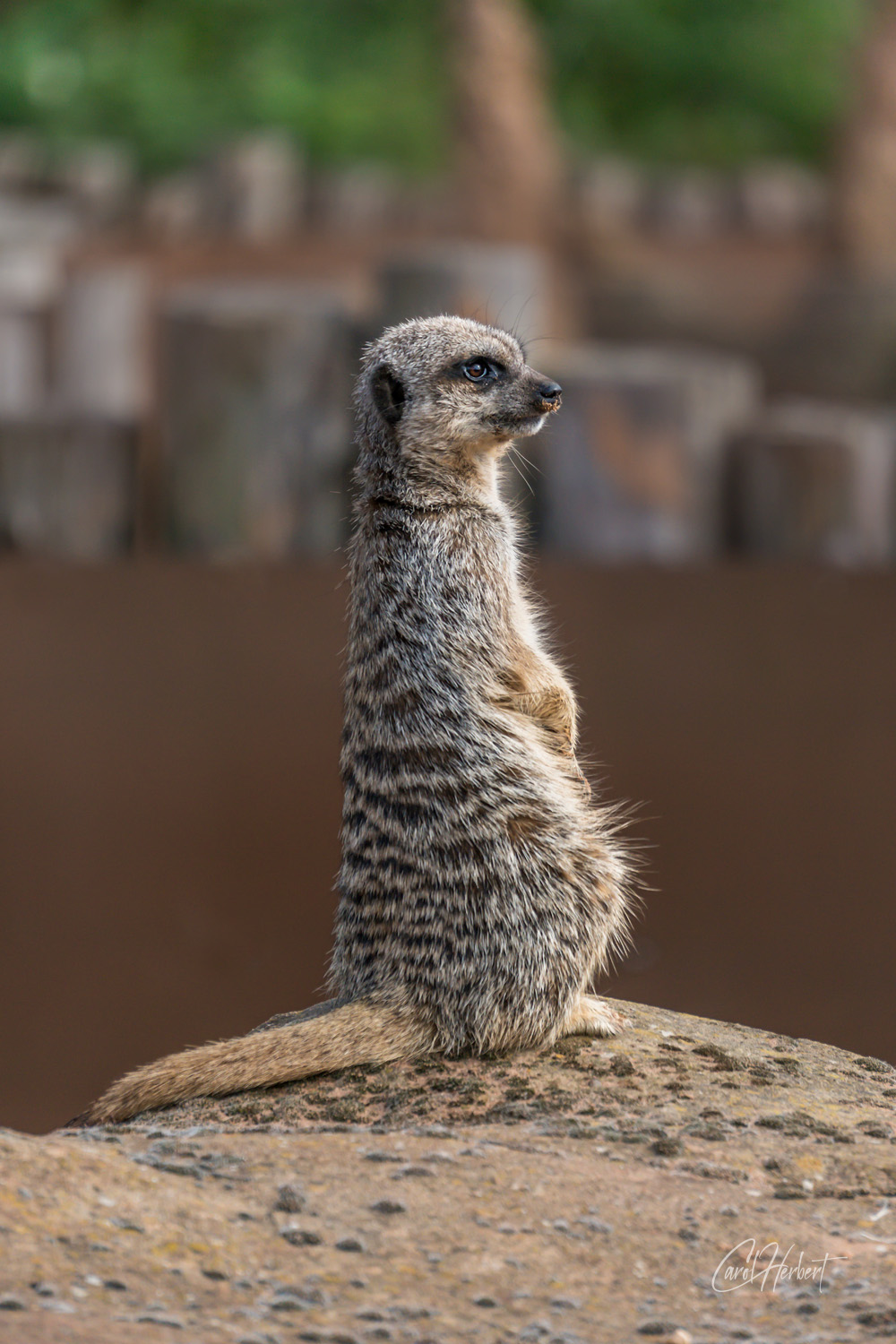 Photograph of a Meerkat