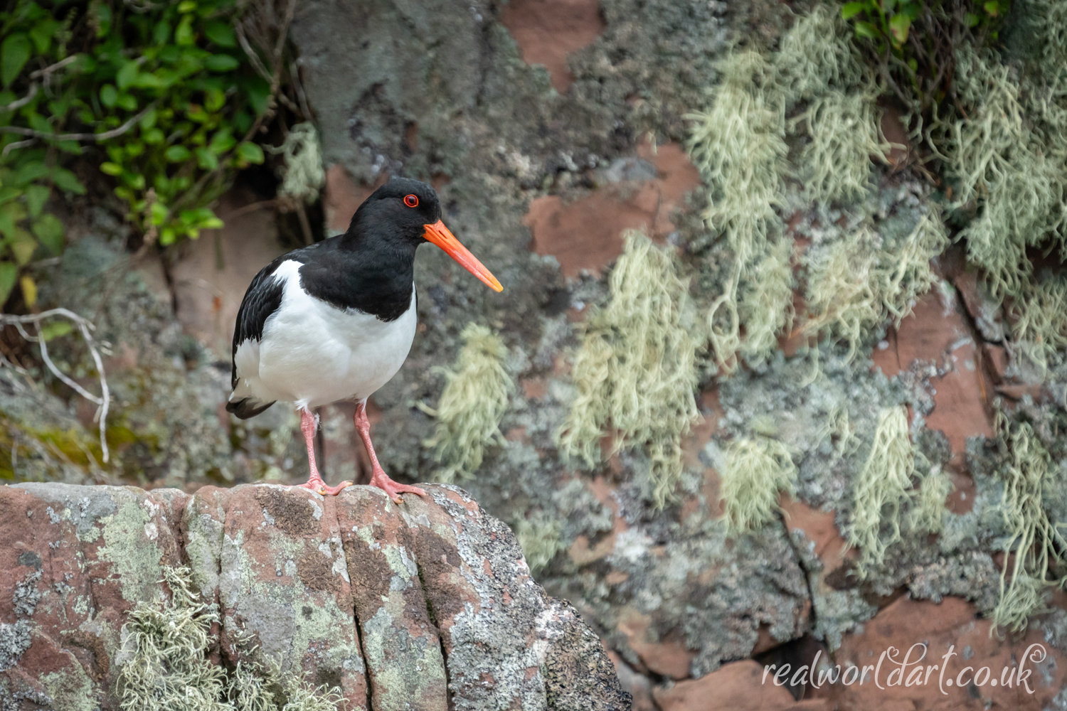 Single Oyster Catcher