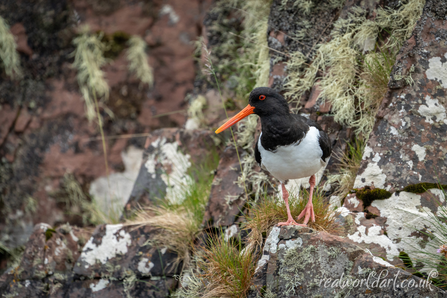 Single Oyster Catcher