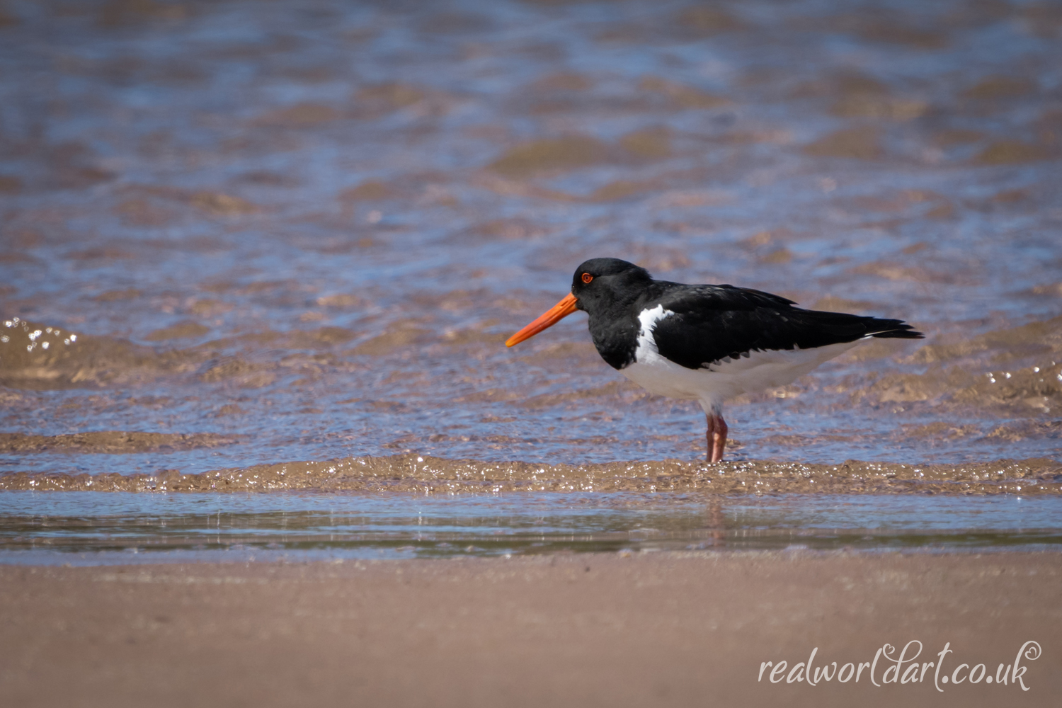 Wading Oyster Catcher