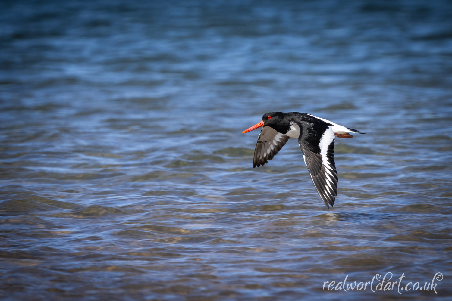 Oyster Catcher Flying Over Water