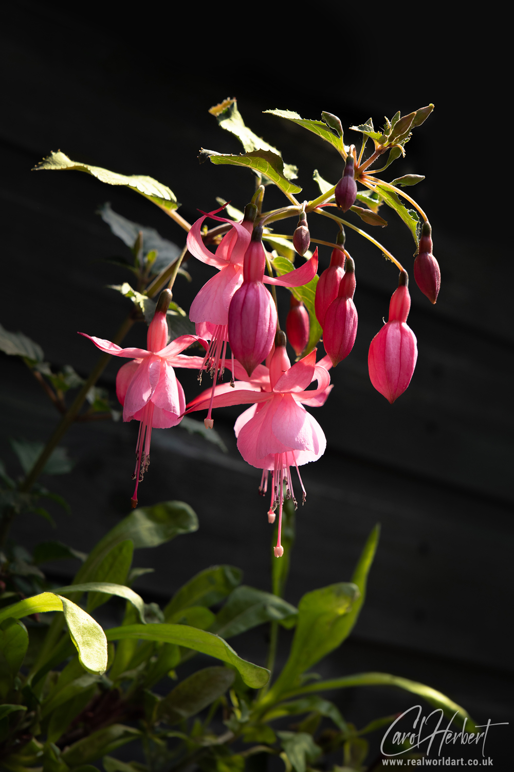 Pink Fuchsia Flower Cluster