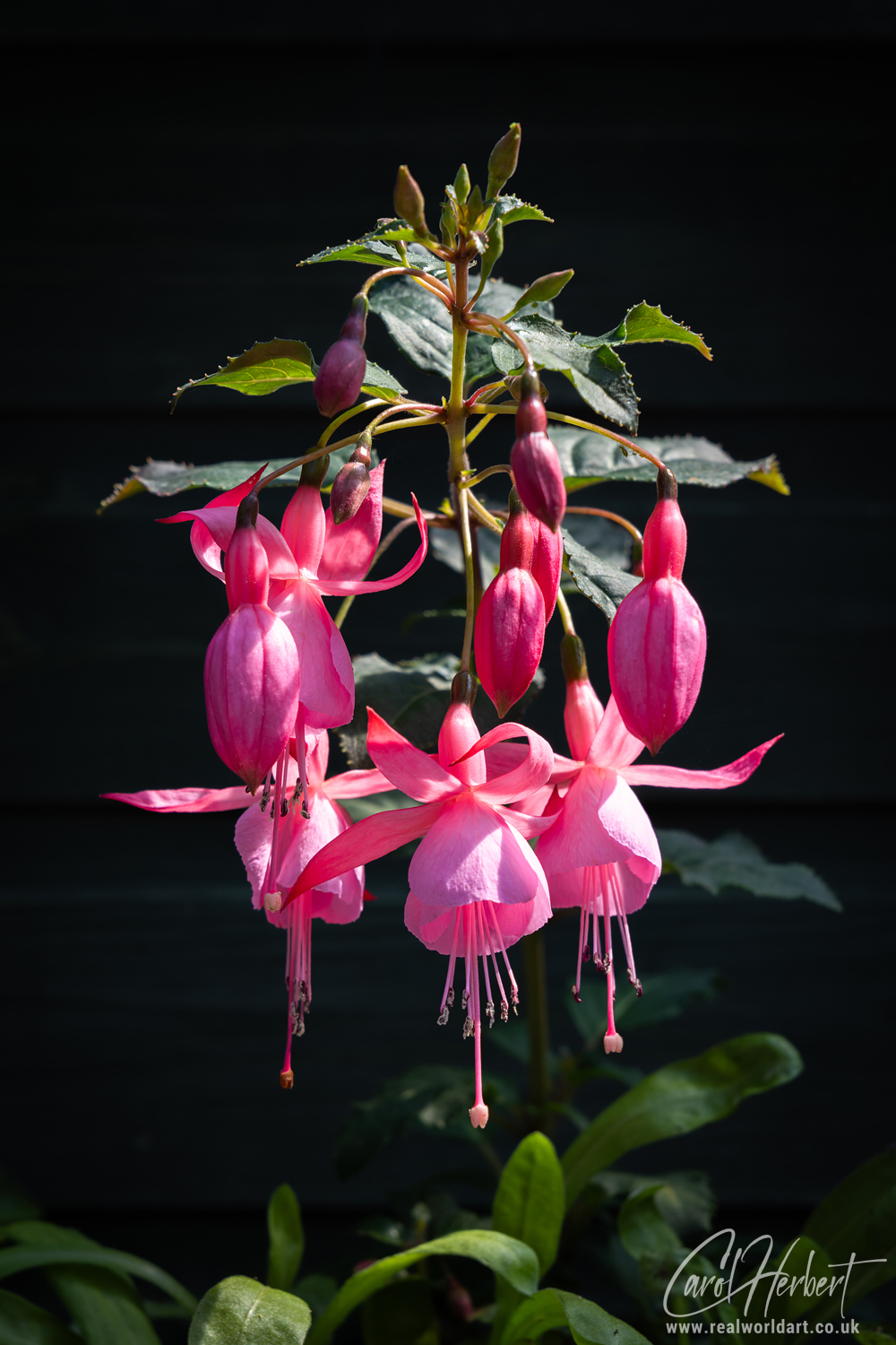 Pink Fuchsia Flower Stem