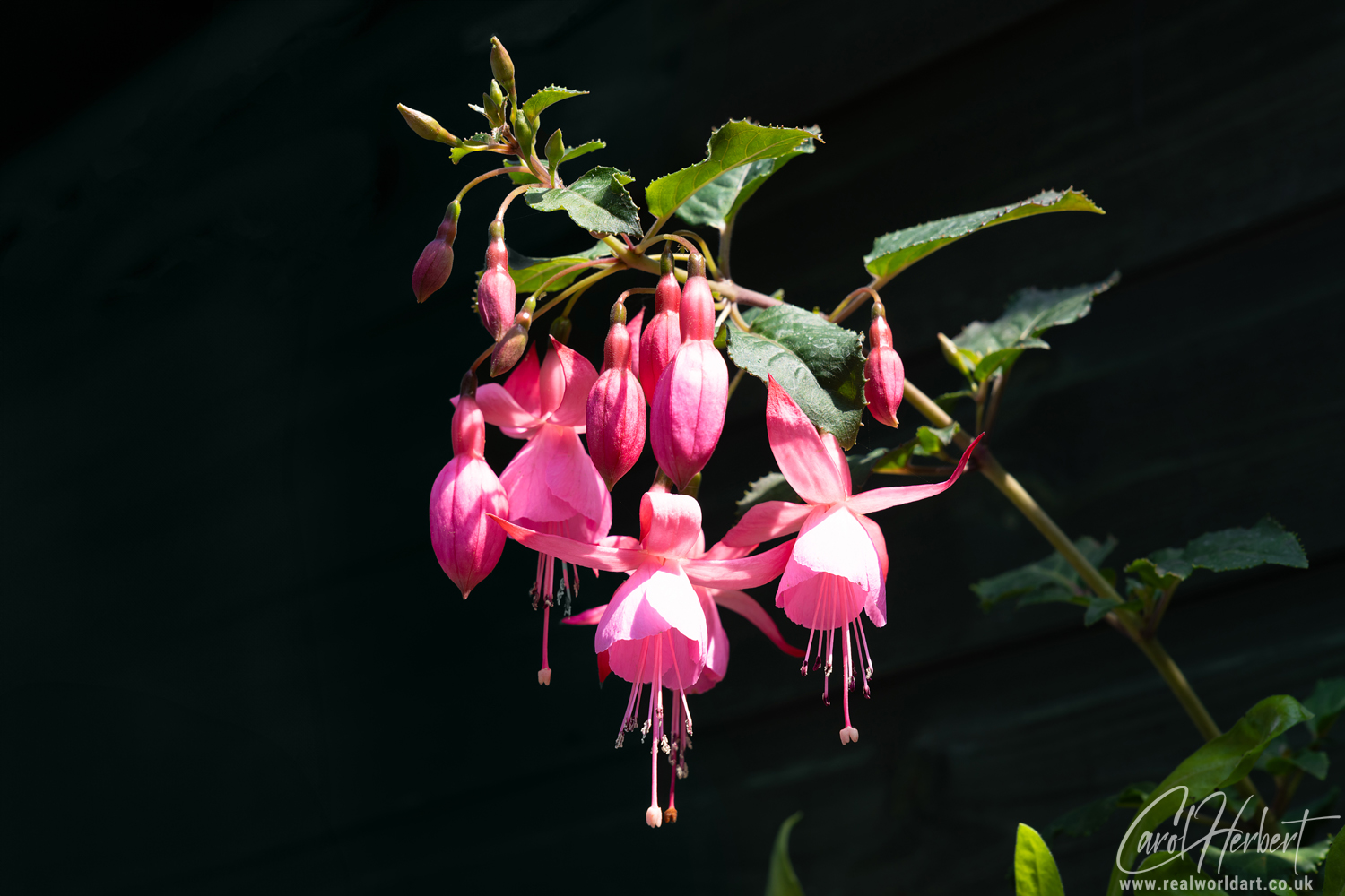 Pink Fuchsia Flowers