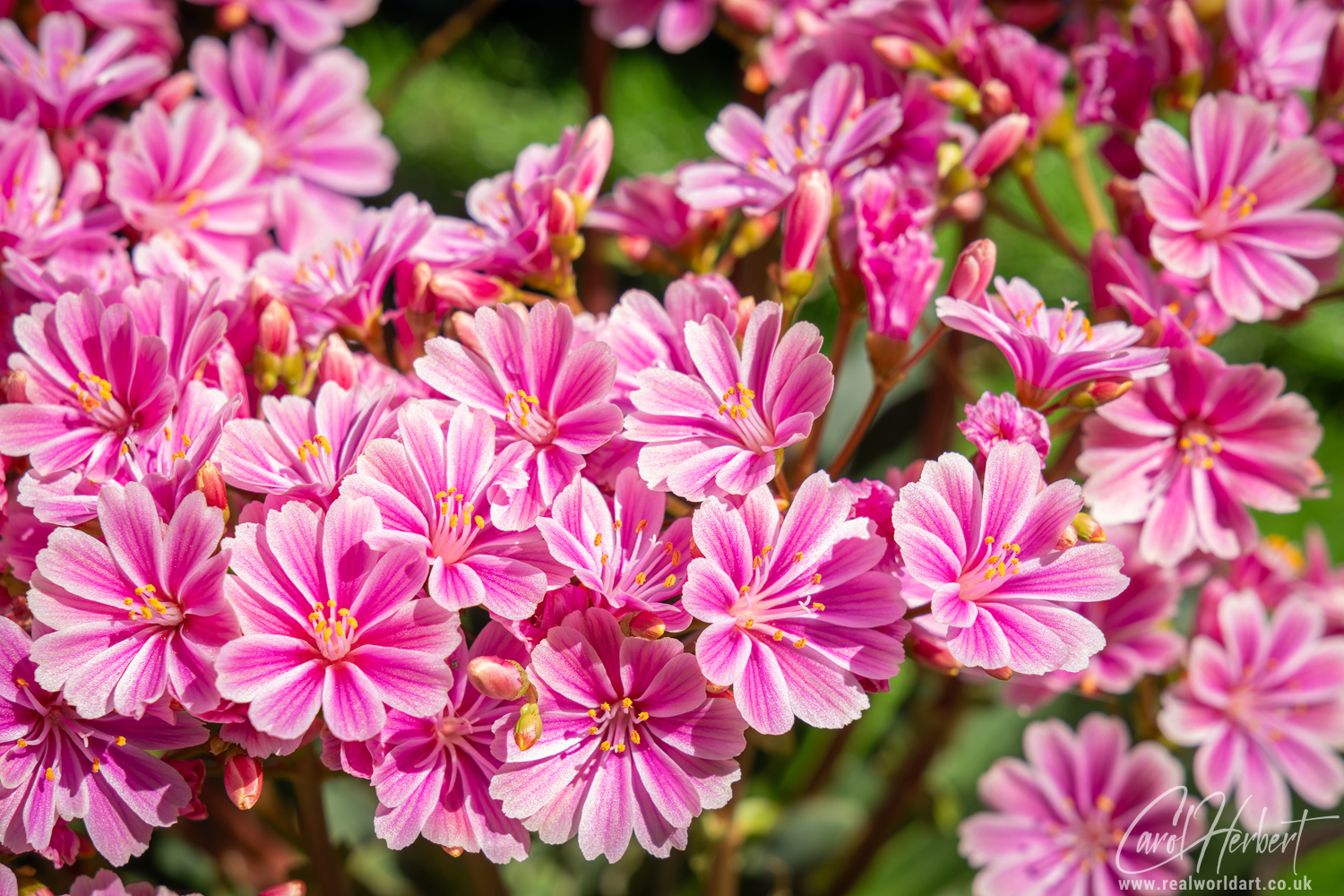 Pink Lewisia Flowers