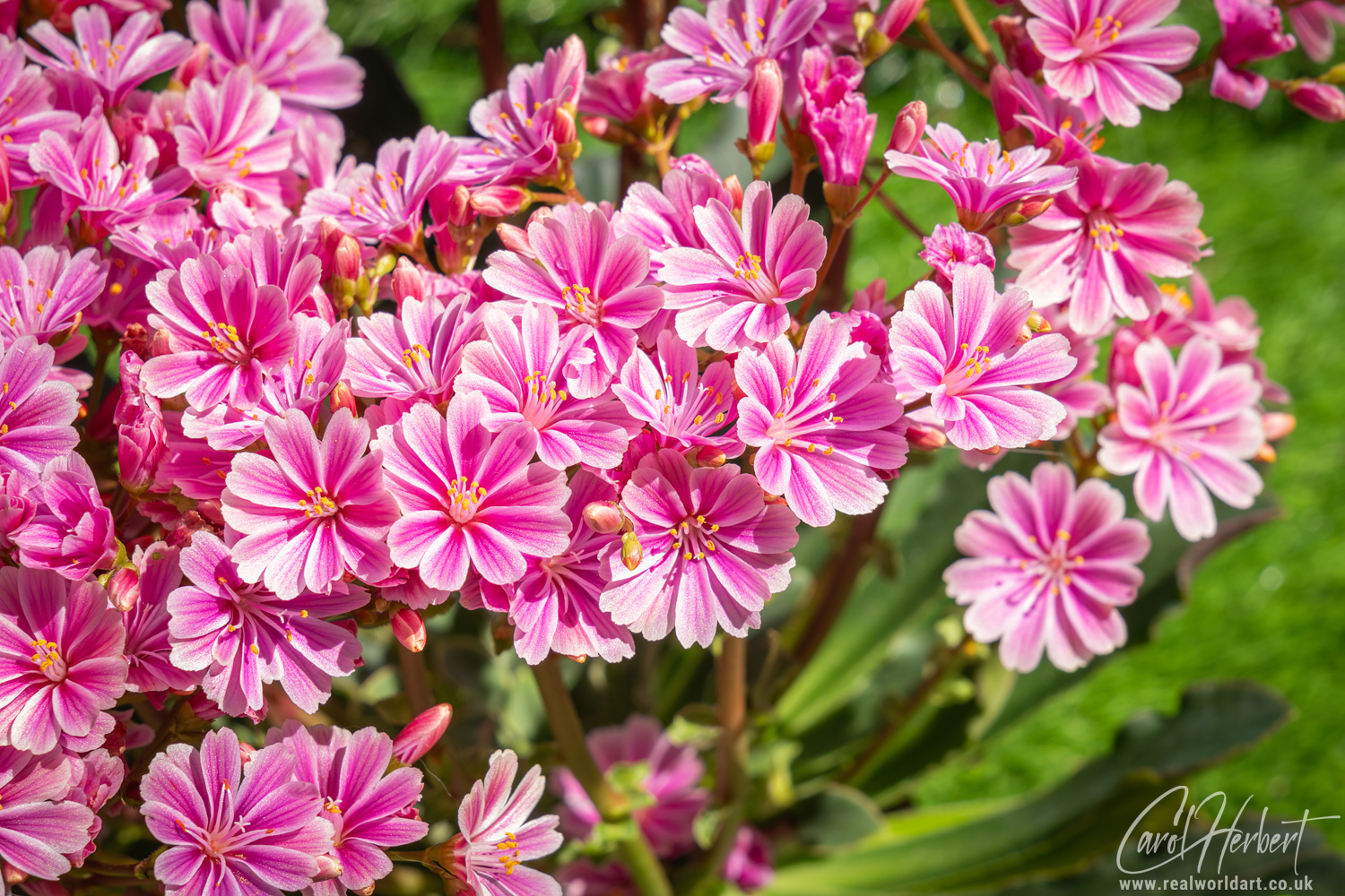 Pink Lewisia Alpine Flowers