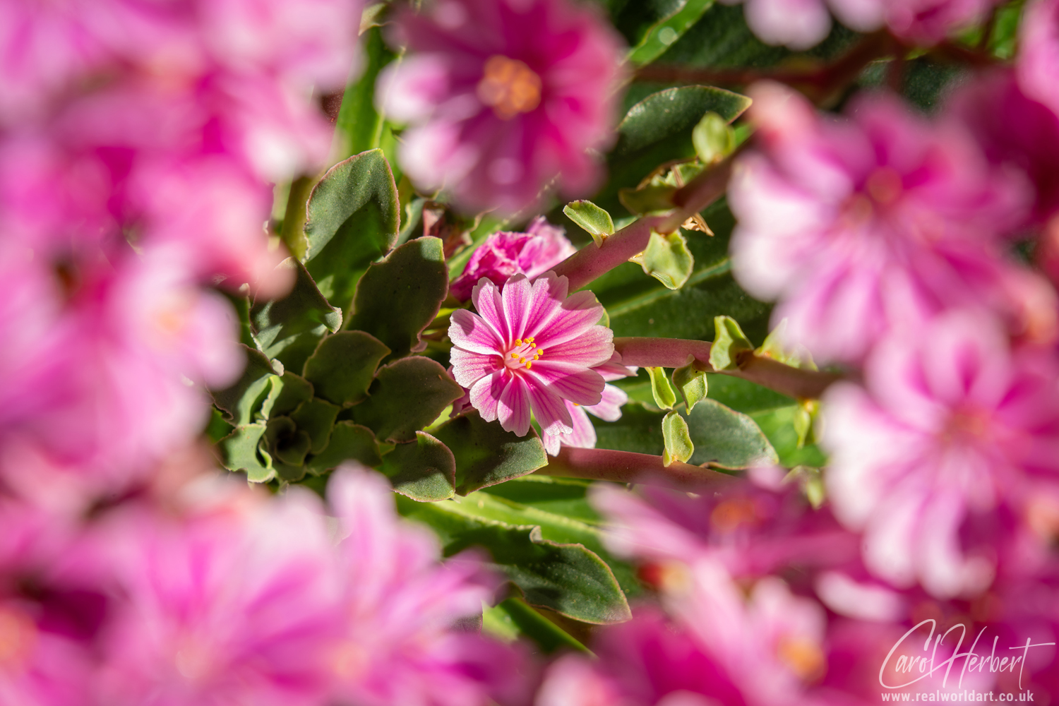 Lewisia Alpine Flowers