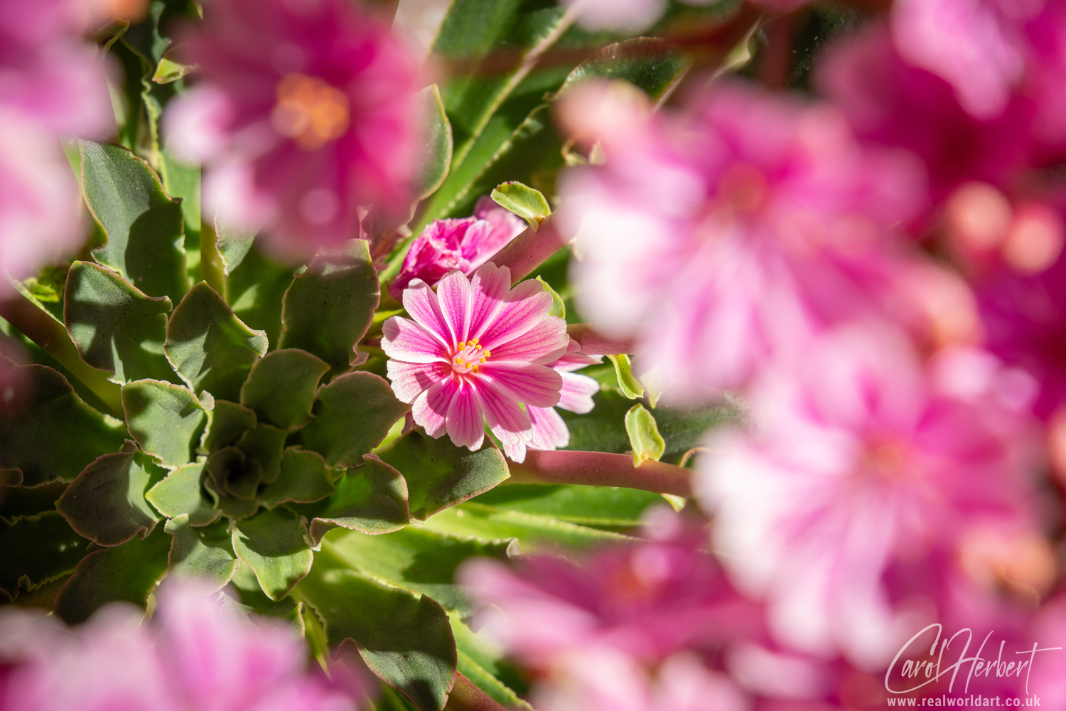 Lewisia Alpine Flower