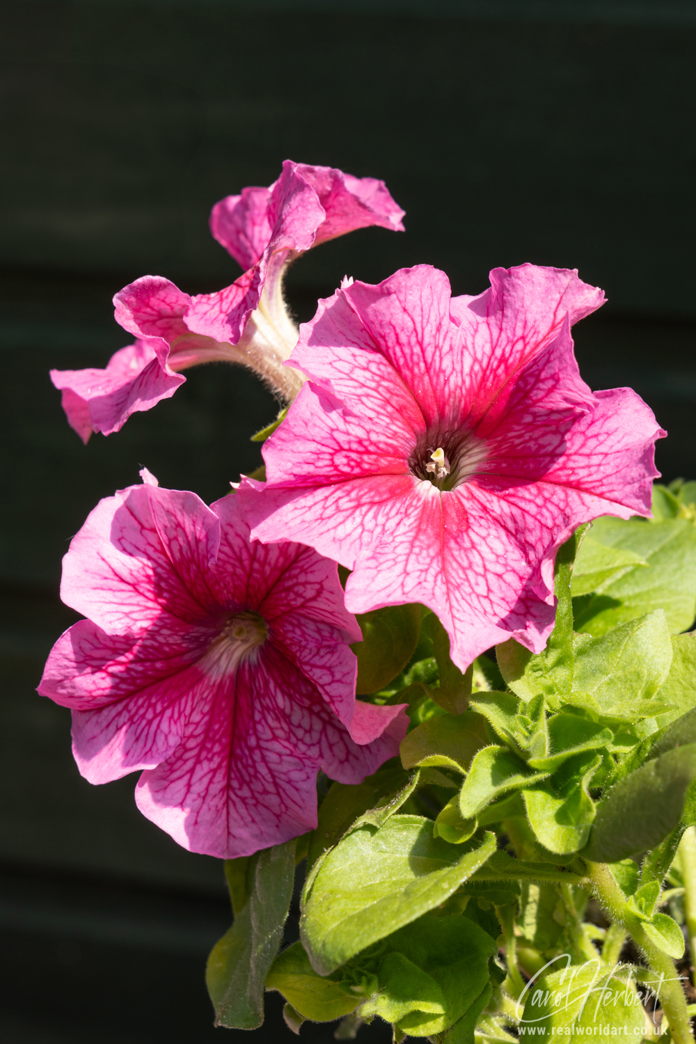 Pink Veined Petunia Flowers