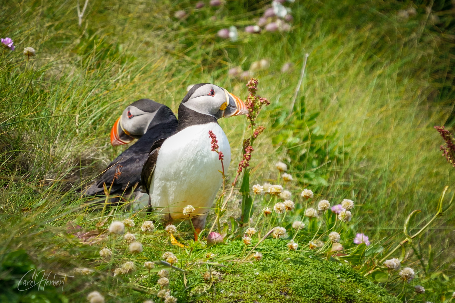 Puffins on Handa Island