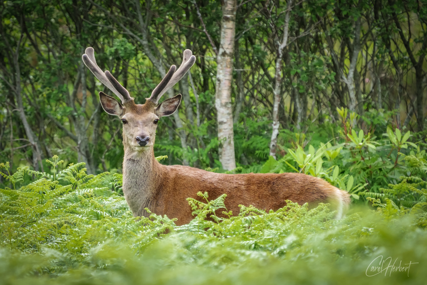 Red Deer Stag Wall Art