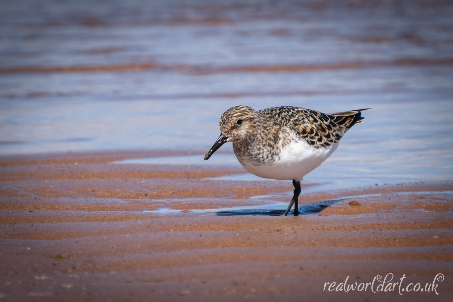 A Sanderling on the Shoreline 