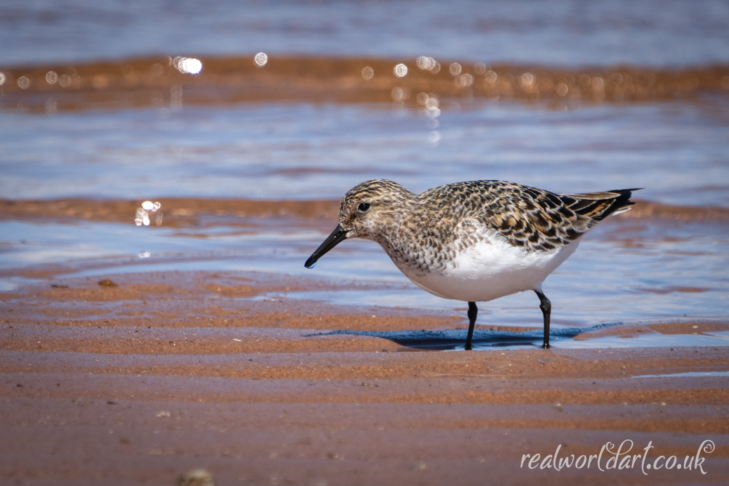 A Sanderling on the Shoreline 