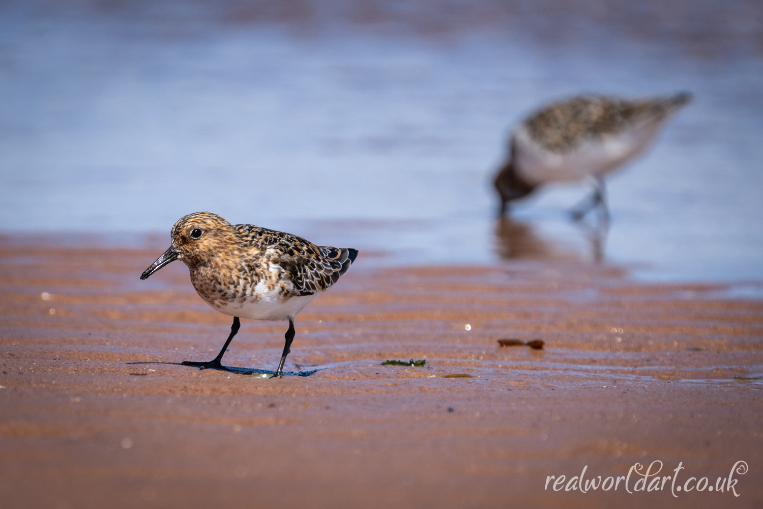 A pair of Sanderlings on the Shoreline 