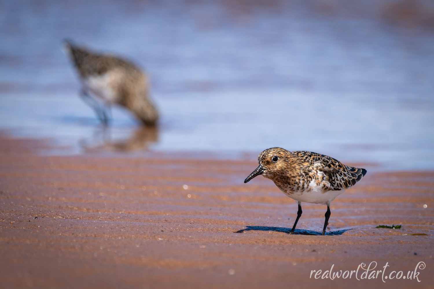 A pair of Sanderlings on the Shoreline 