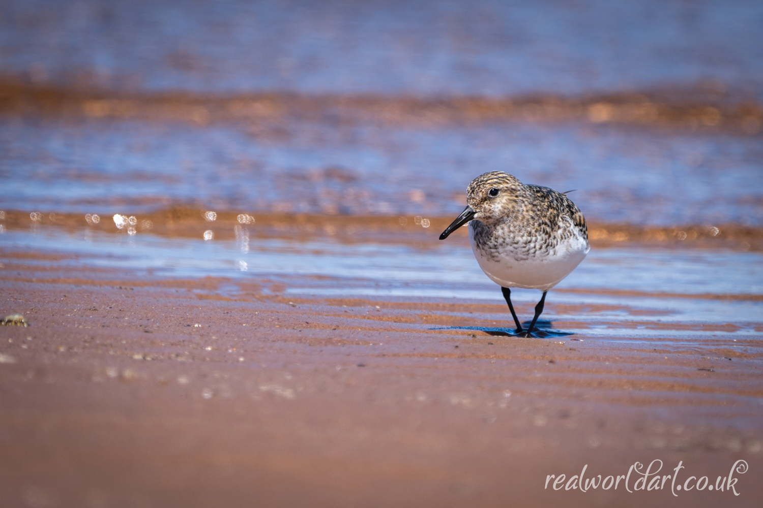 A Sanderling on the Shoreline 