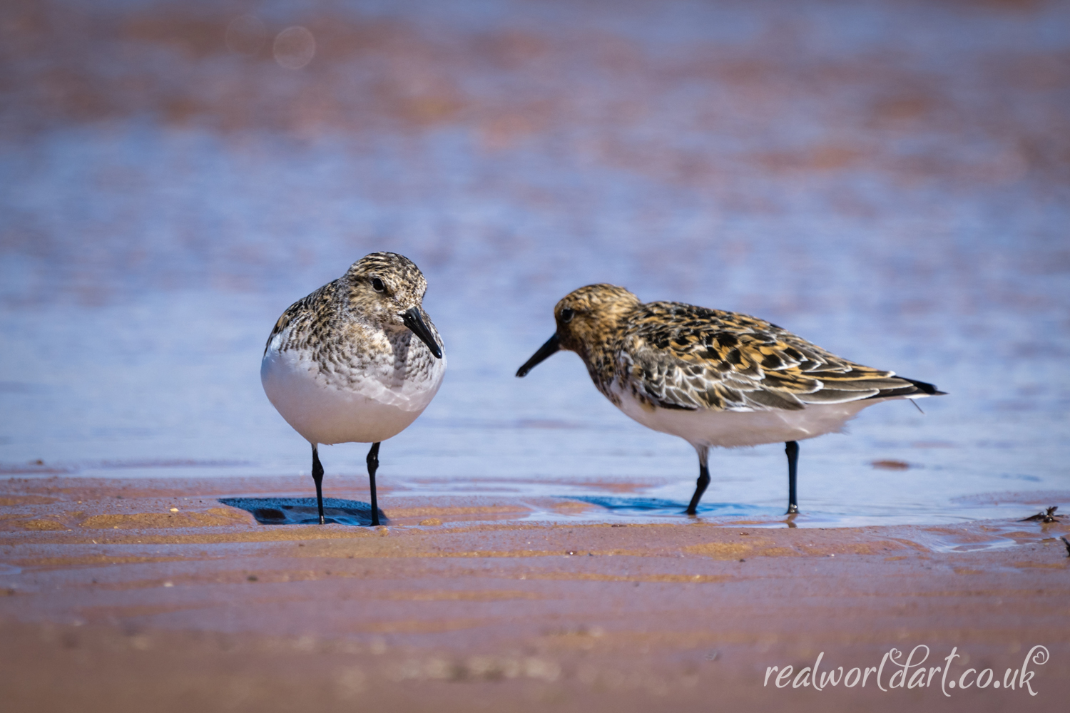 A pair of Sanderlings on the Shoreline 