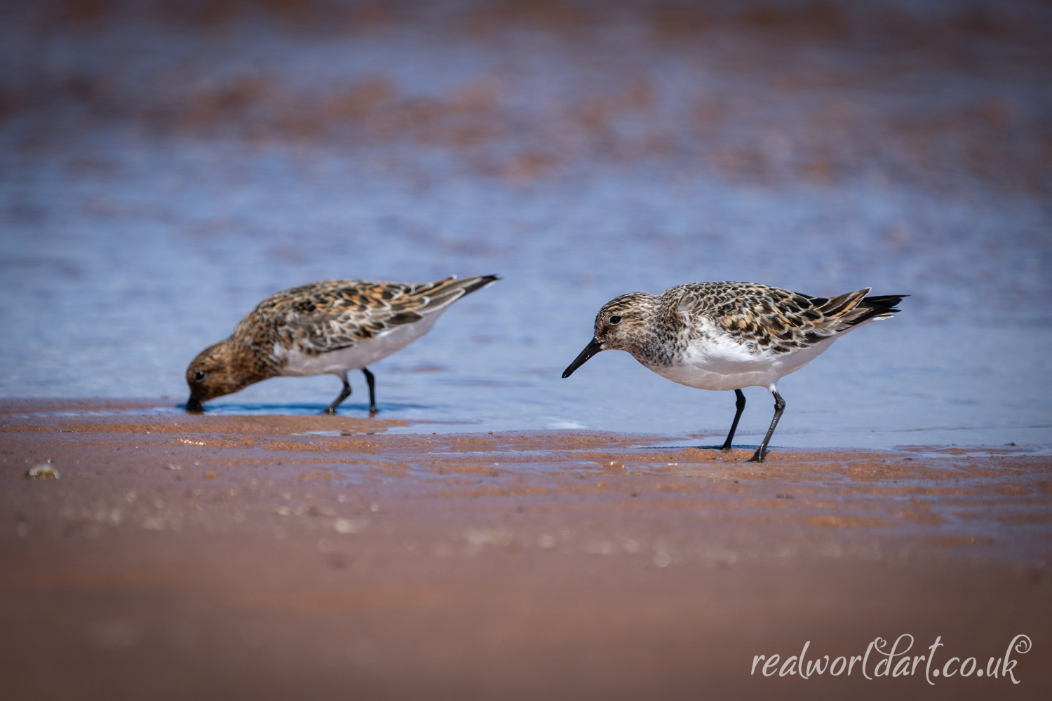 A pair of Sanderlings on the Shoreline 