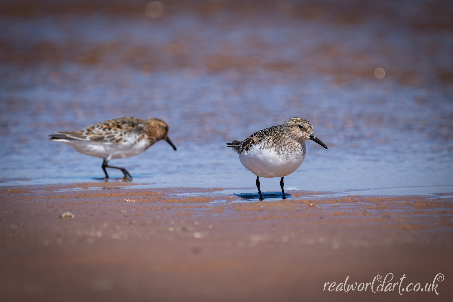 A pair of Sanderlings on the Shoreline 