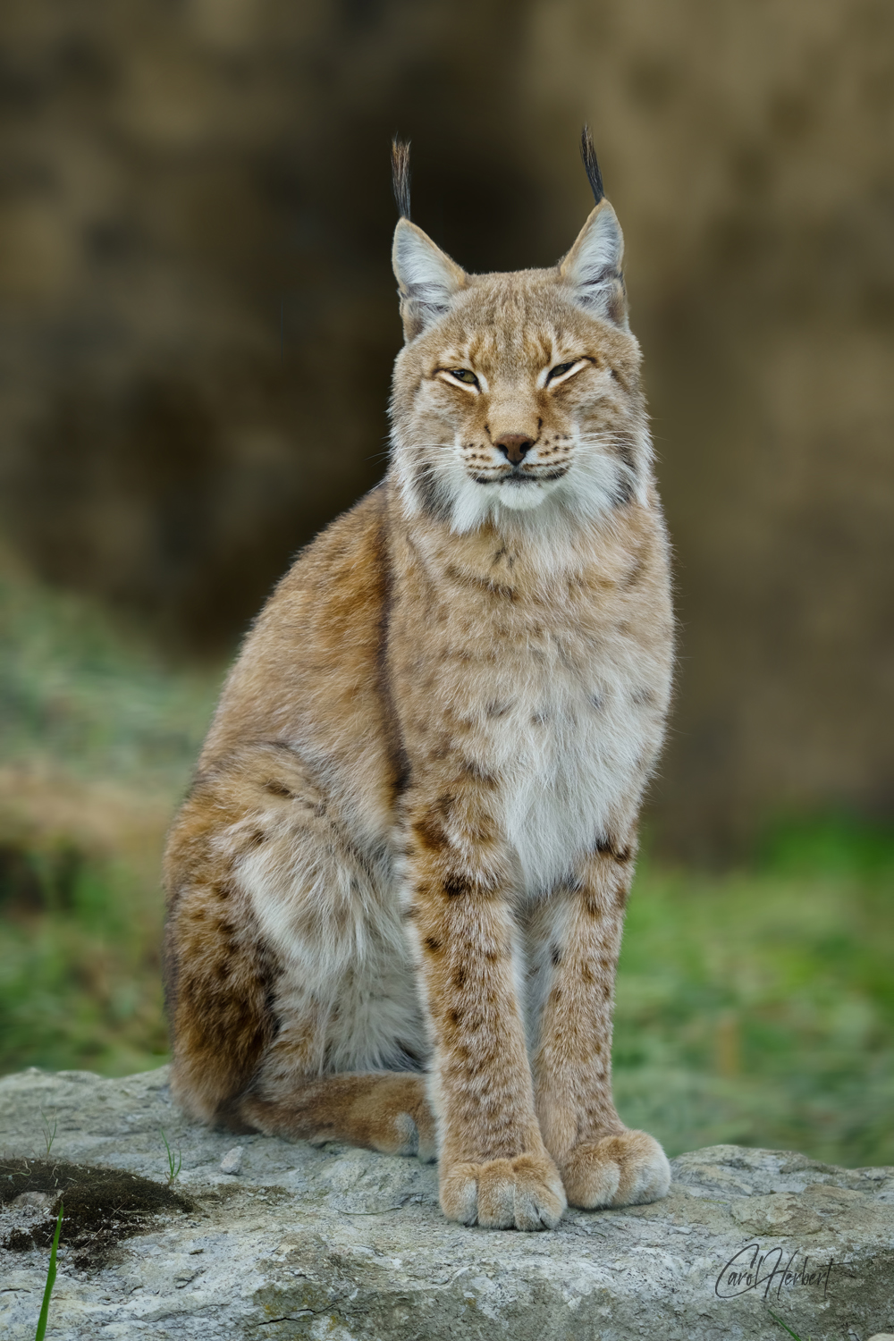 Portrait of a Siberian Lynx