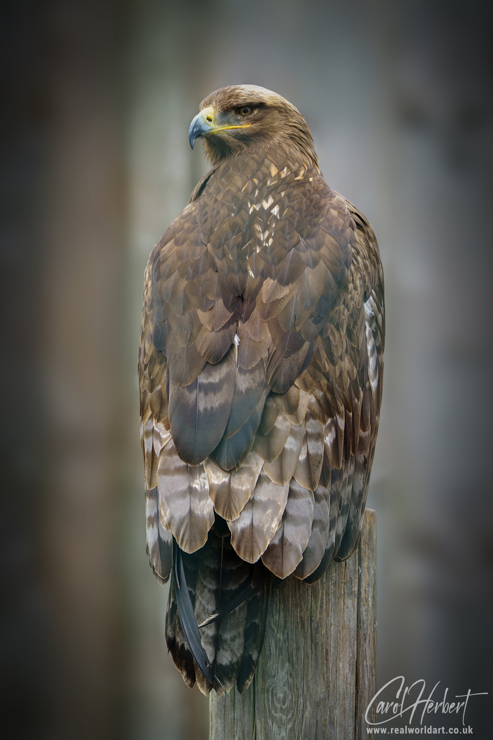 A Steppe Eagle