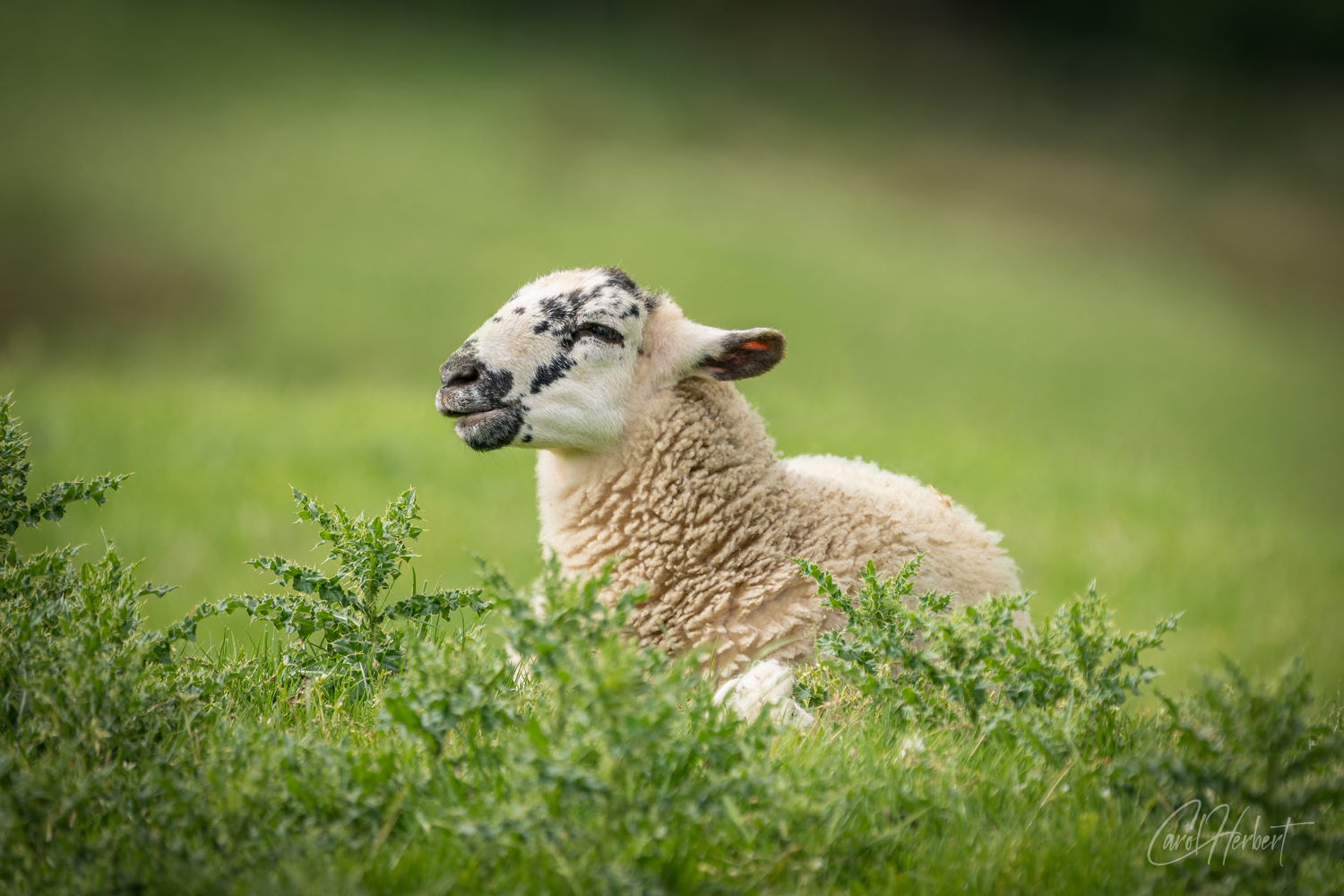 A Swaledale Lamb Resting