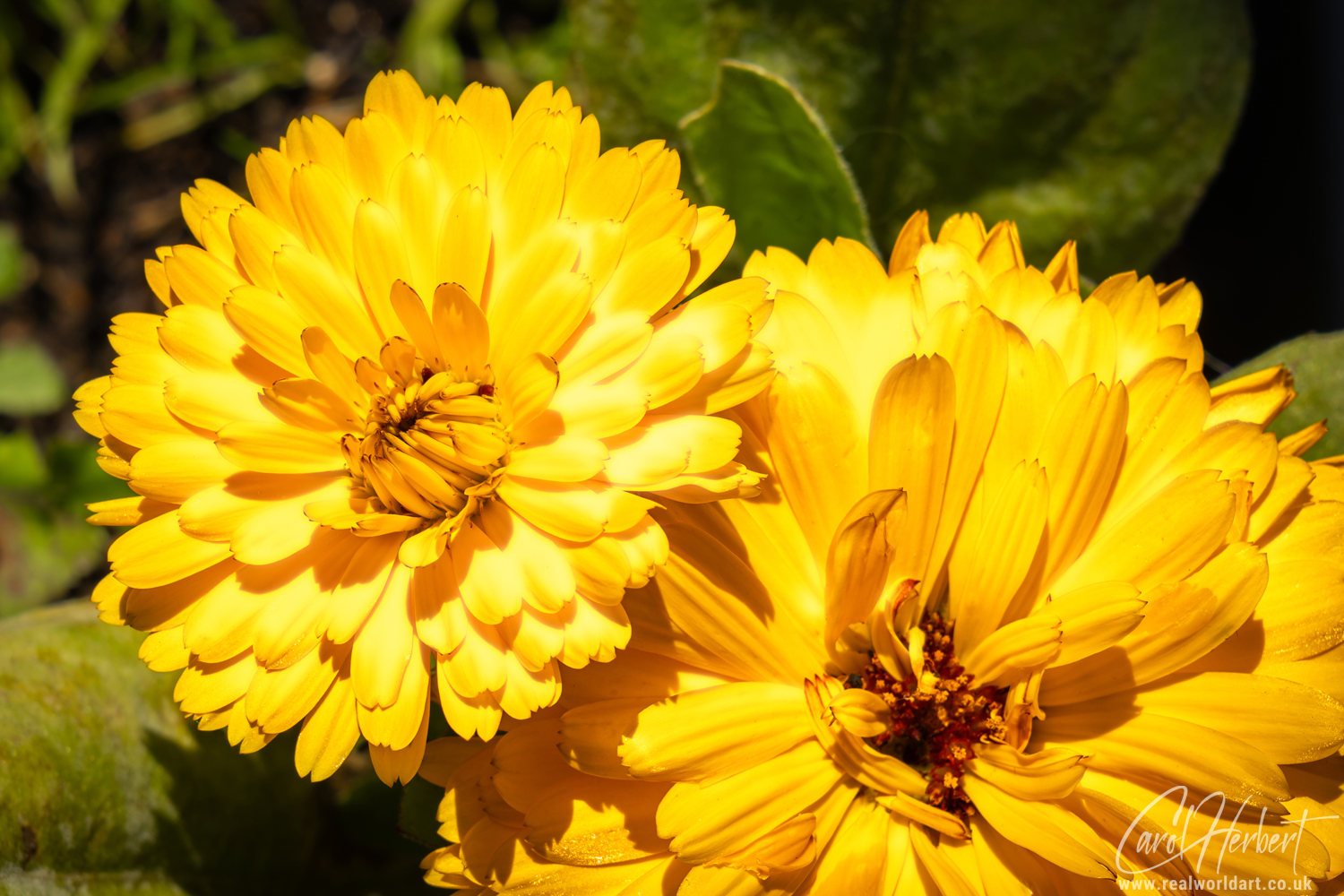 Yellow Marigold Flowers