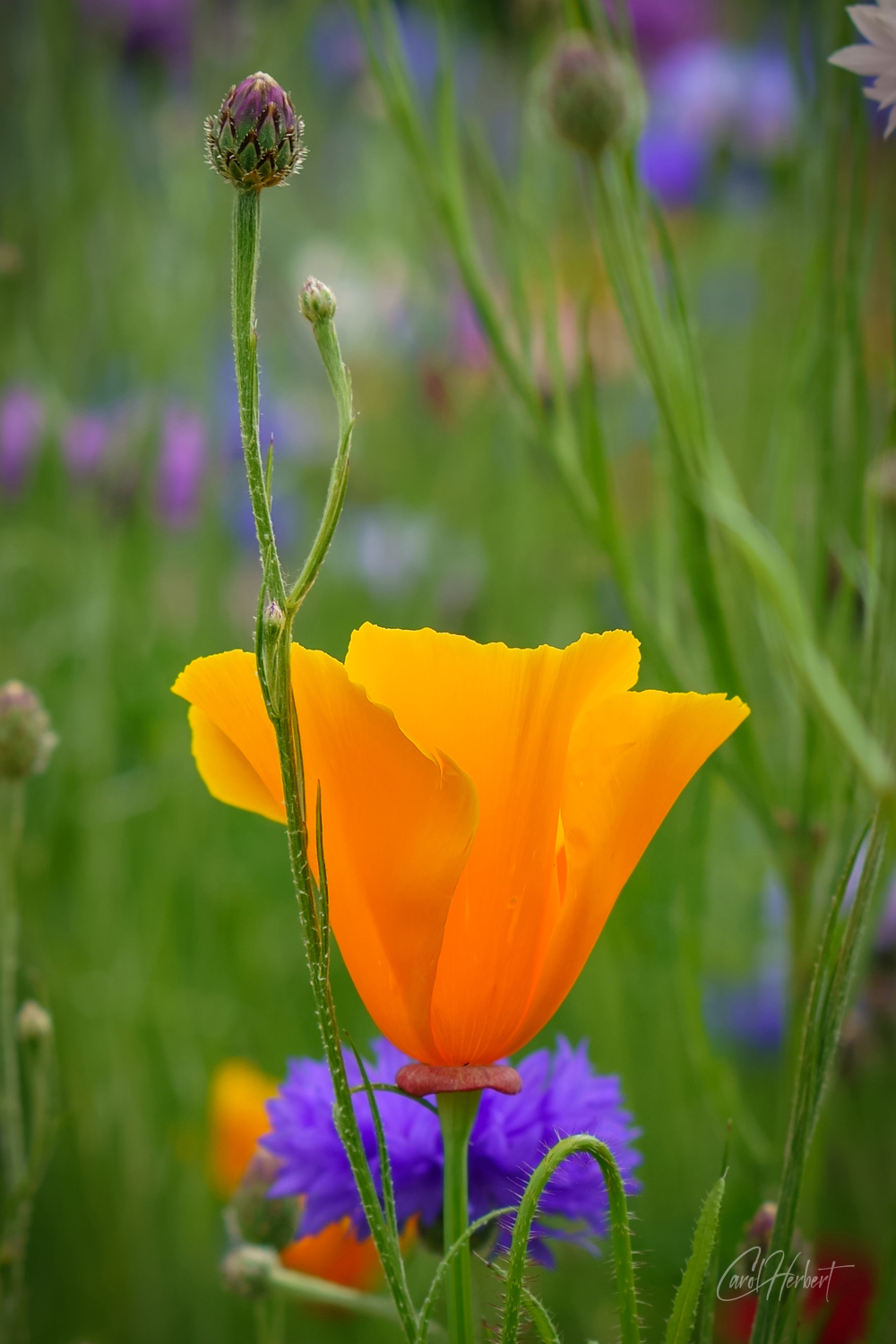 California Poppy Wall Art Prints