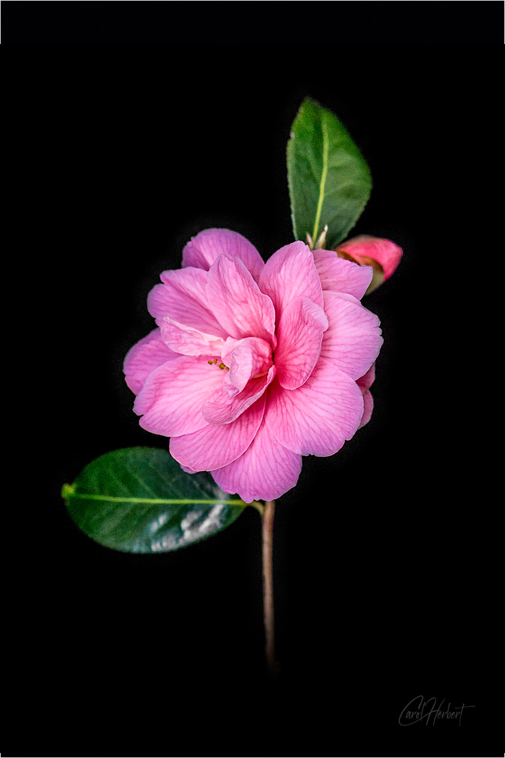 Camellia Wall Art Original Photograph Prints and Canvases