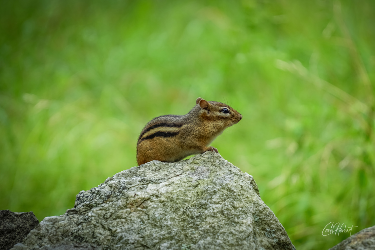 A chipmunk sitting on a rock