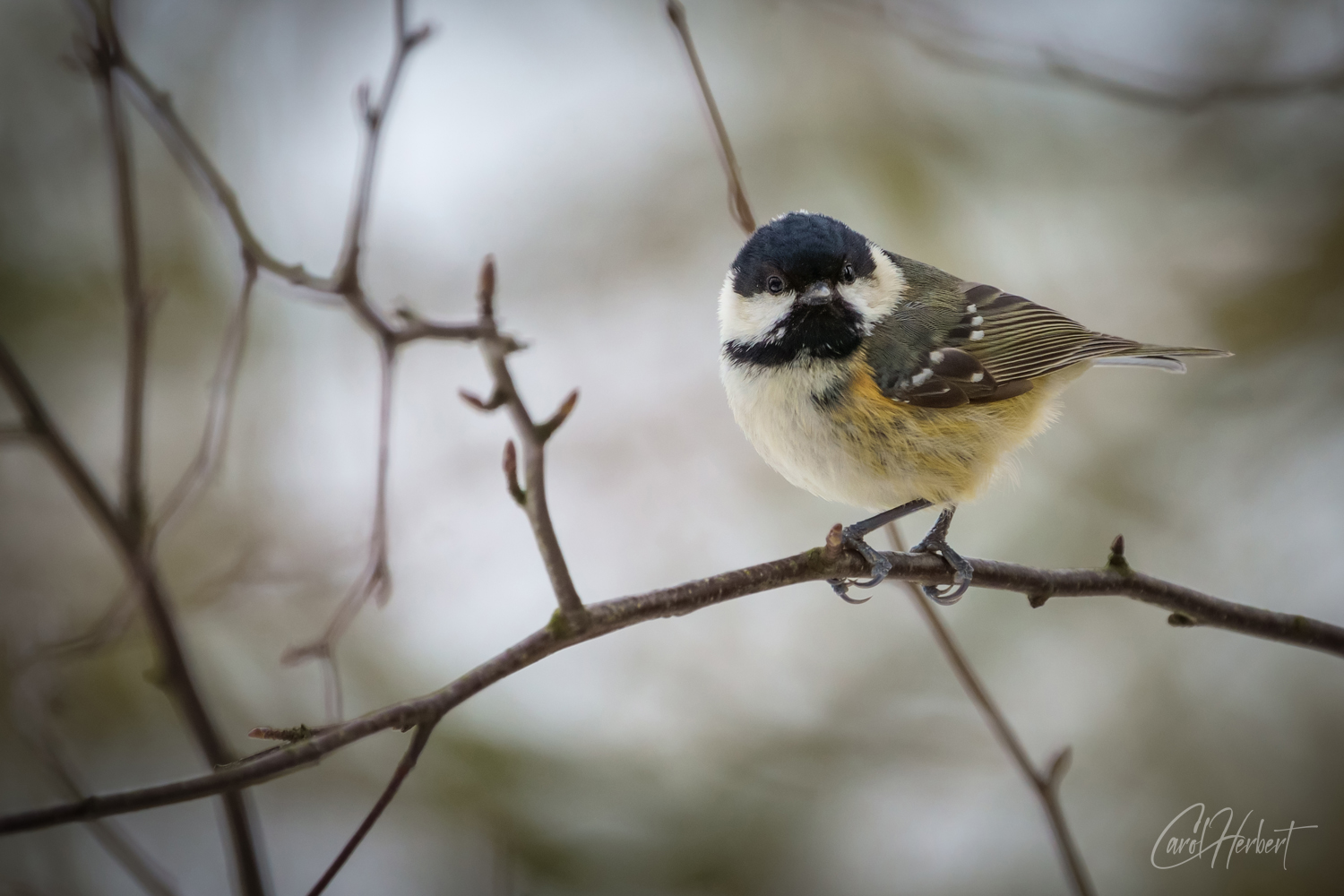 Great Tit Wall Art Prints