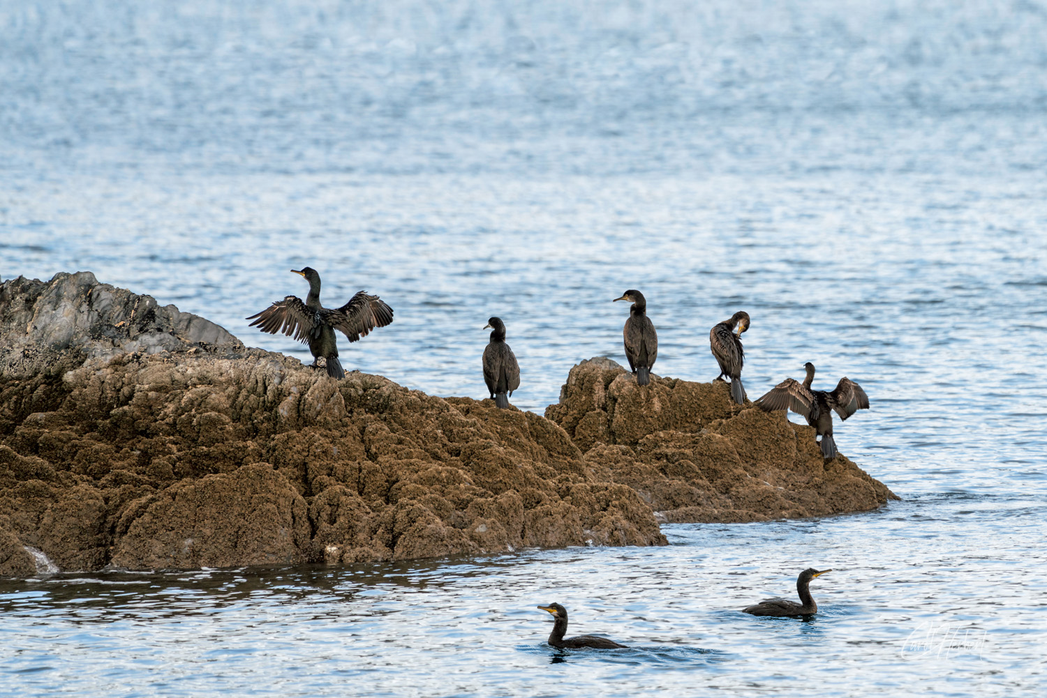 A gulp of cormorants on a rock