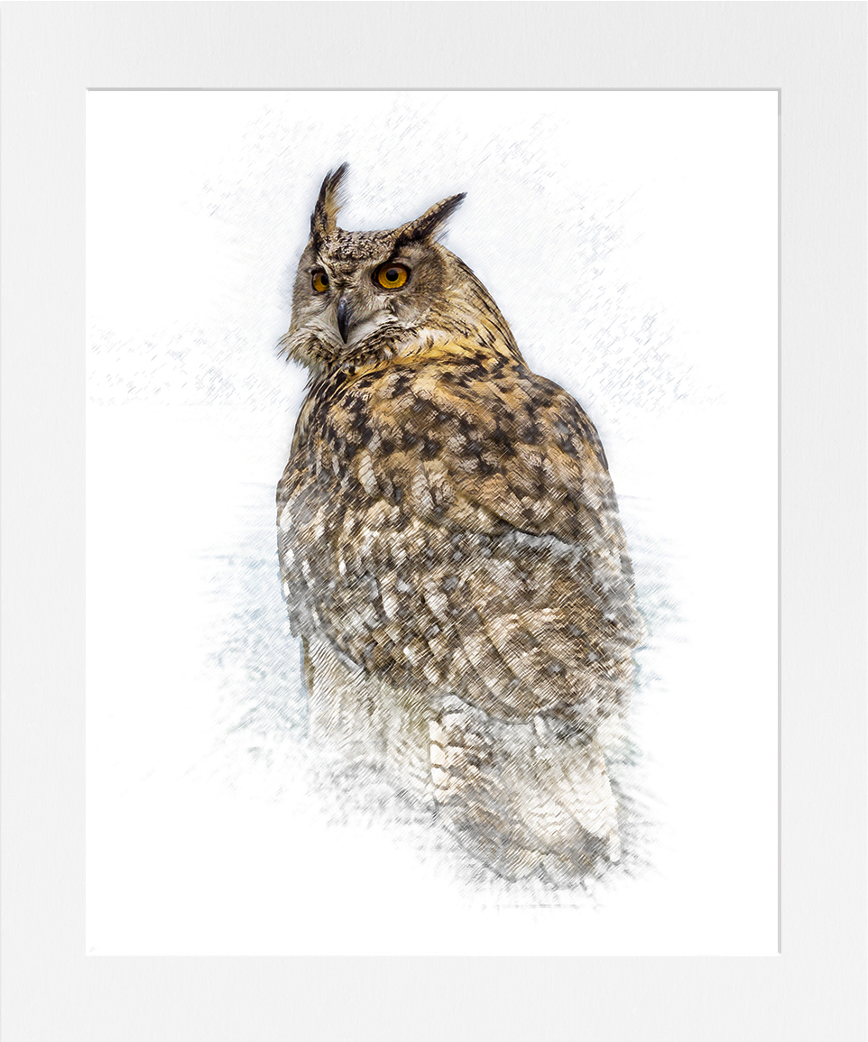 Drawing of a Turkmenian Eagle Owl