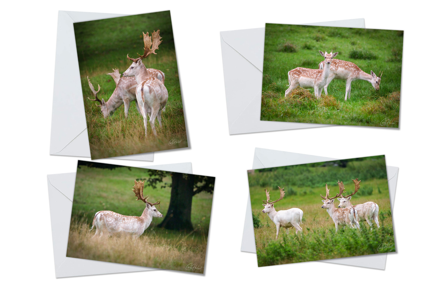 Fallow Deer Greeting Card Packs