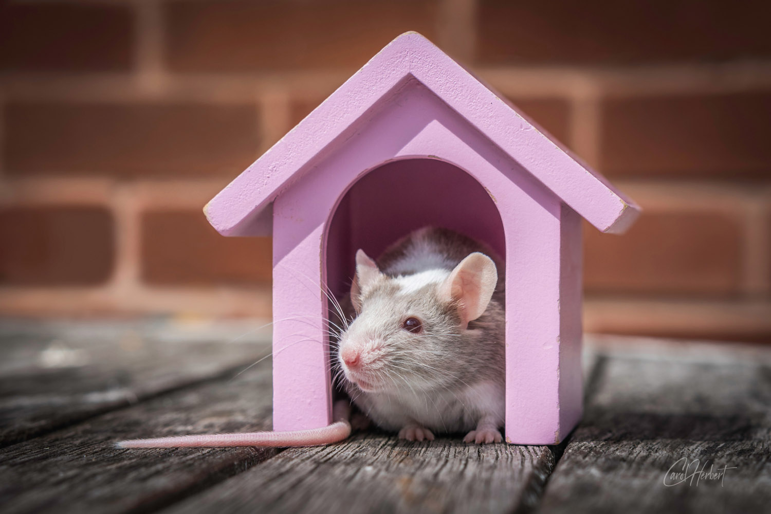 A grey and white fancy mouse in a pink toy dog house