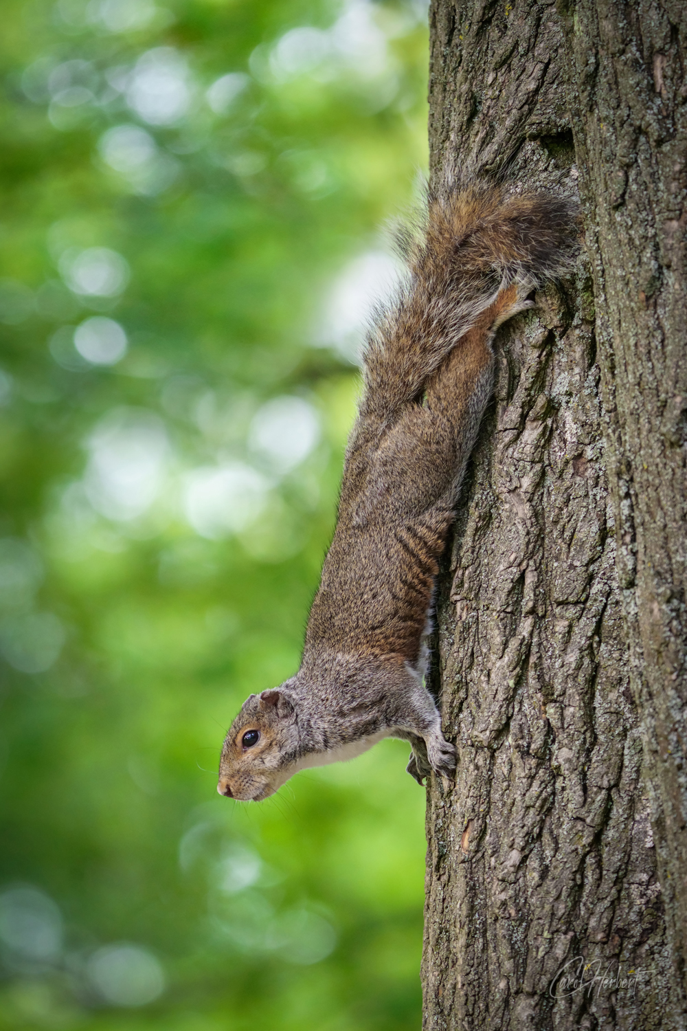 A Grey Squirrel on a tree trunk