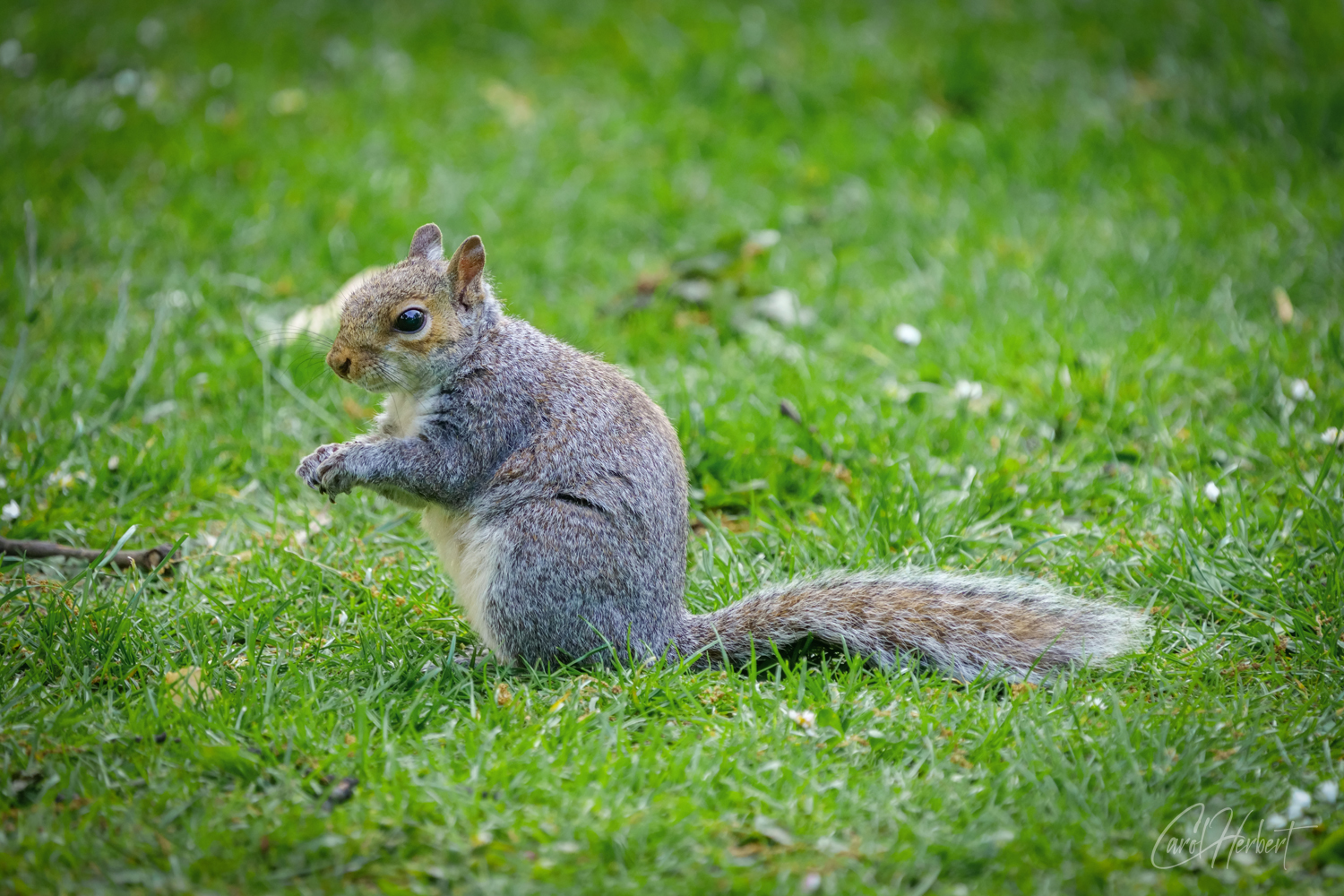 A Grey Squirrel