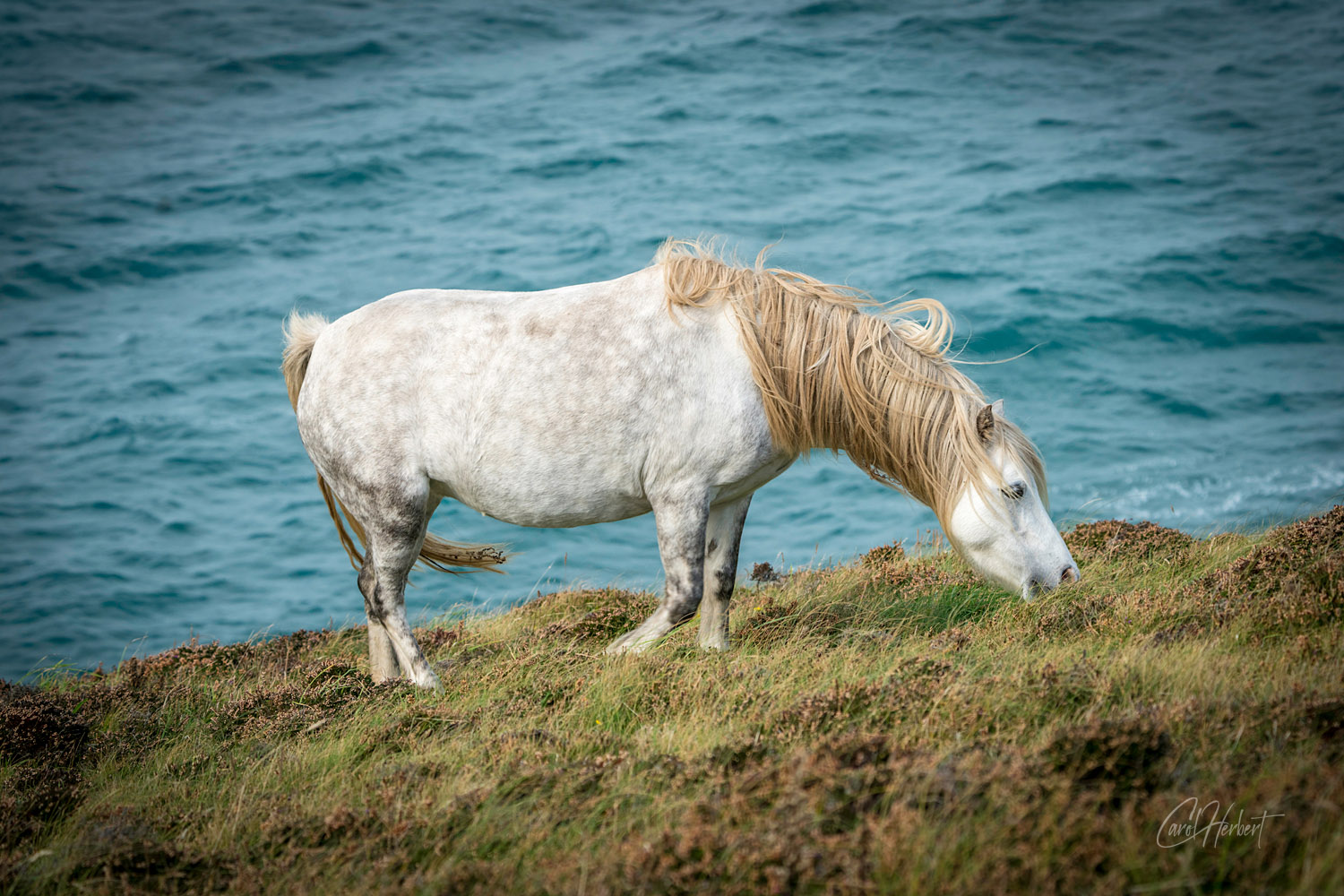 Horse Wall Art