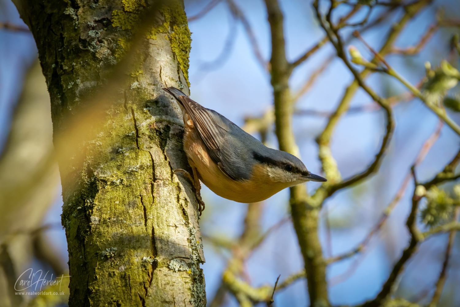 Red-Breasted Nuthatch Wall Art Prints