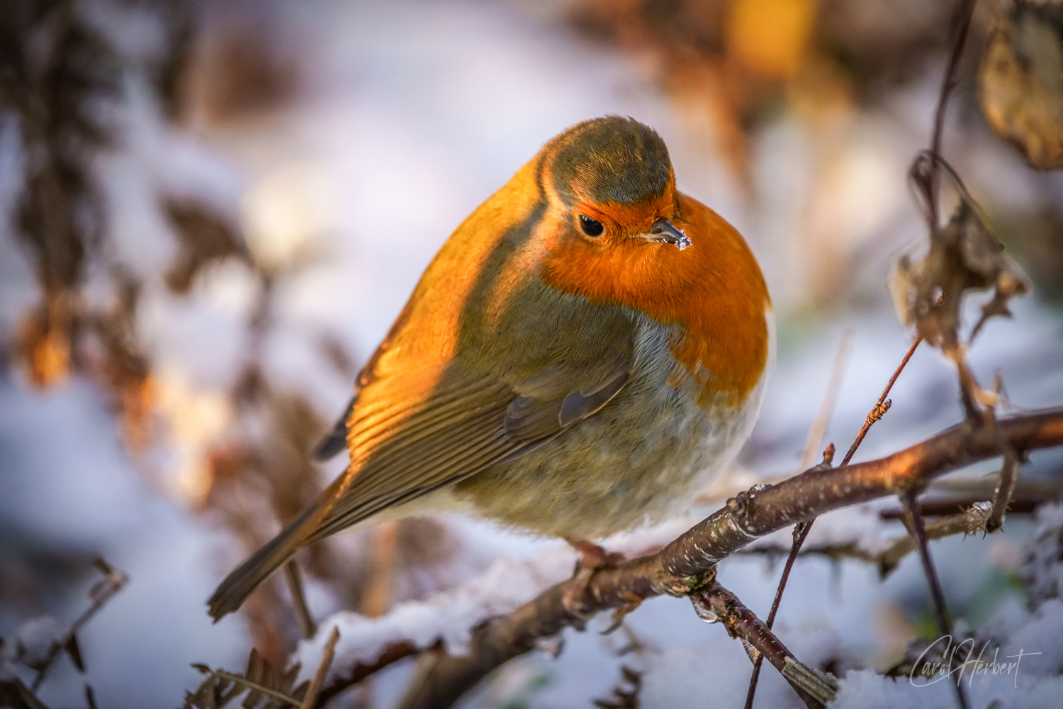 Robin in Snow Wall Art Prints