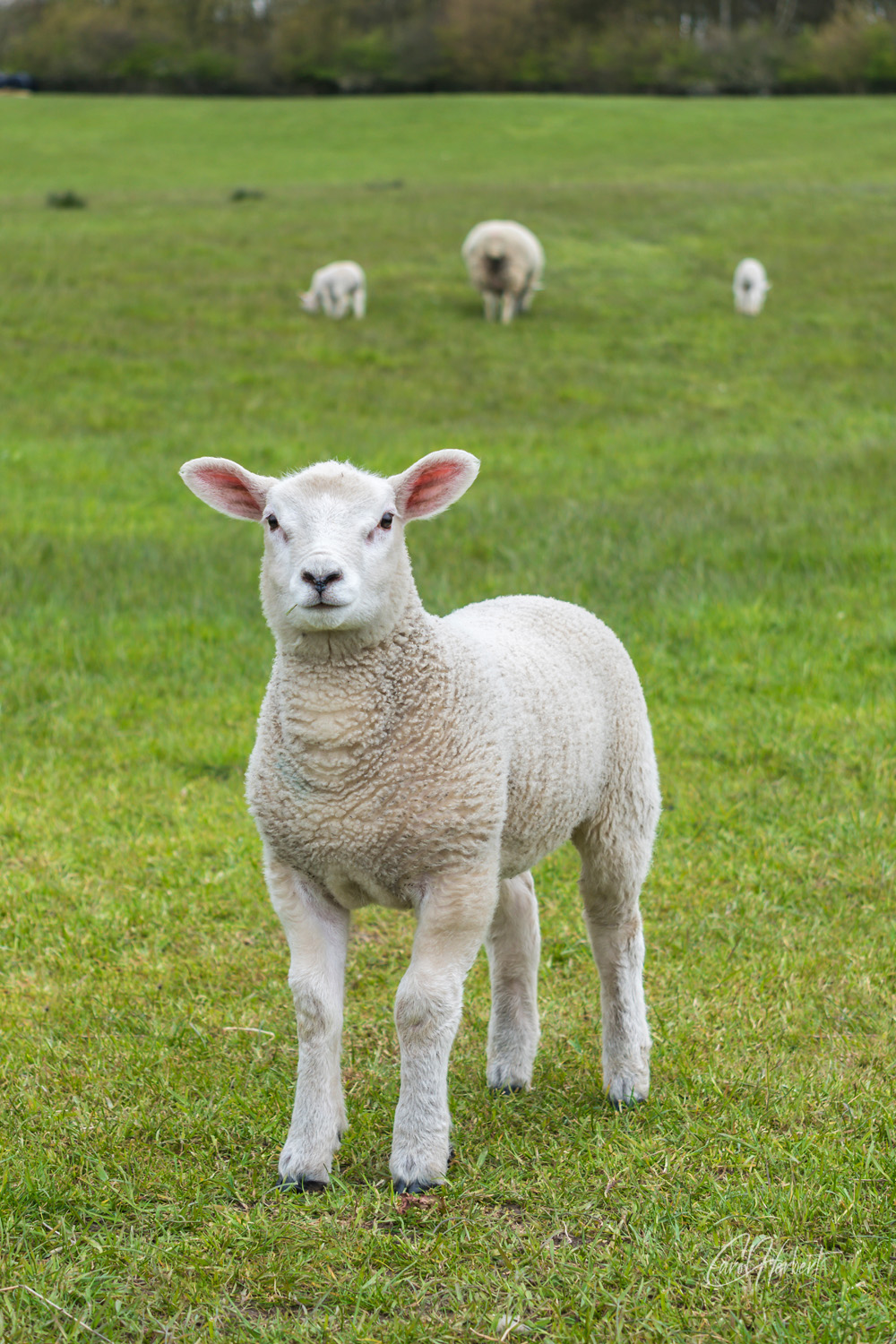 Photograph of a lamb standing