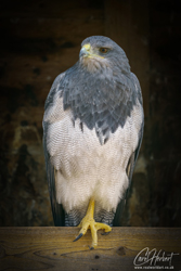 Black Chested Buzzard Eagle Wall Art Print